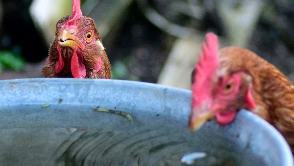 Bruine kip drinkt water uit grijze voerbak.