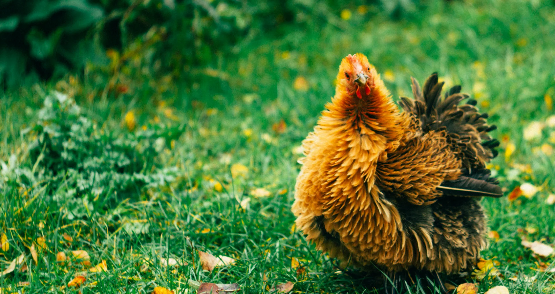 Frizzle-kip zit onder de herfstbladeren, kijkt naar beneden, weg van eten.