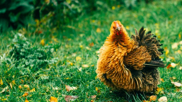 Frizzle-kip zit onder de herfstbladeren, kijkt naar beneden, weg van eten.
