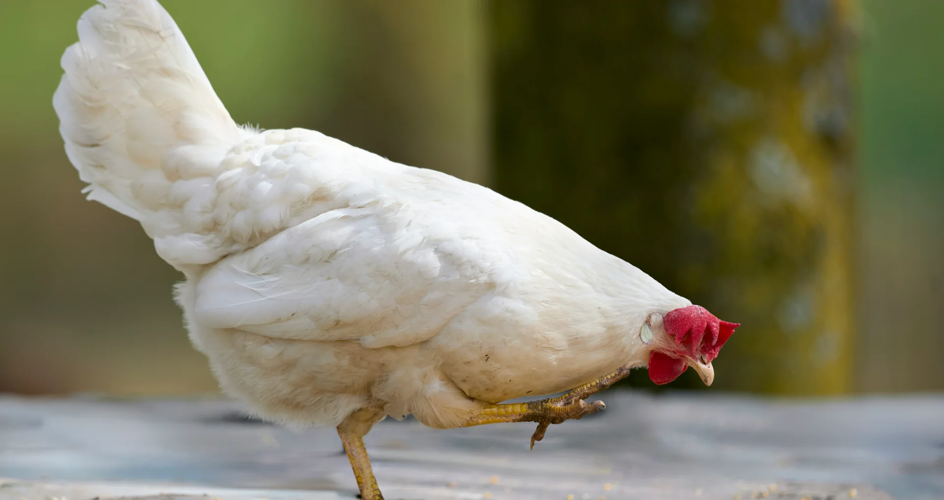 Witte kip staat op één poot en pikt voer van rustieke ondergrond.