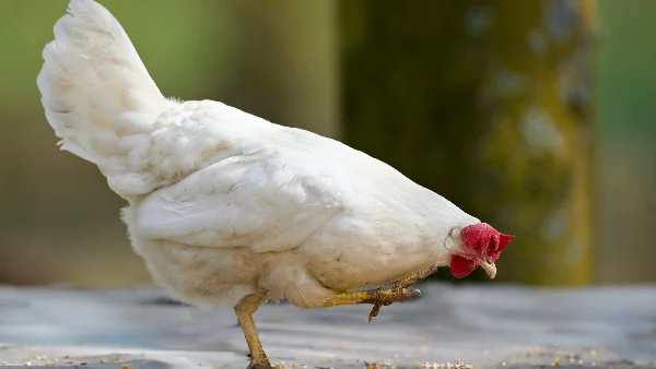 Witte kip staat op één poot en pikt voer van rustieke ondergrond.