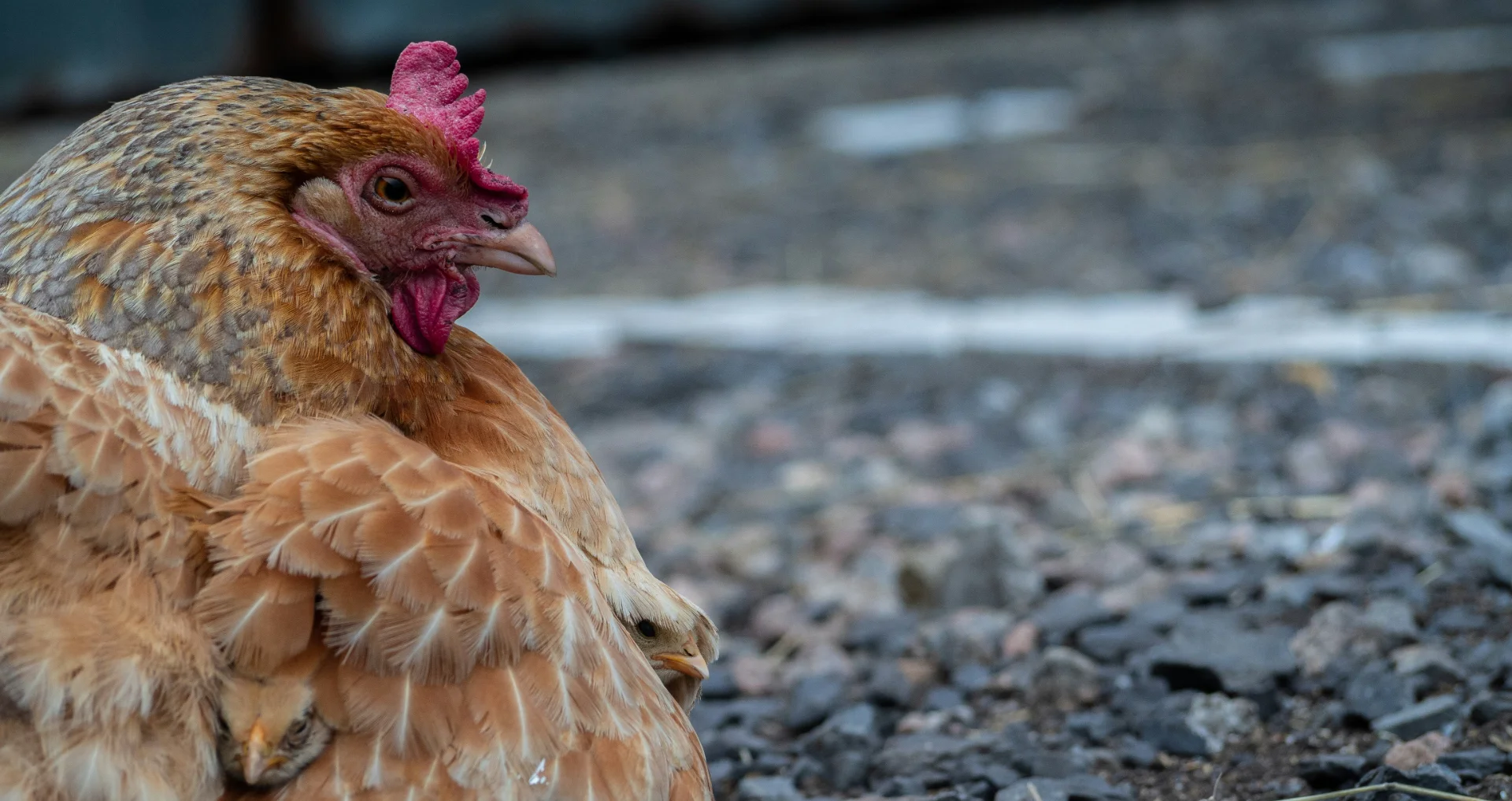 Bruine kip met gezwollen buik liggend op grond.