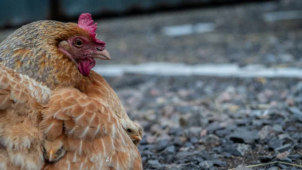 Bruine kip met gezwollen buik liggend op grond.