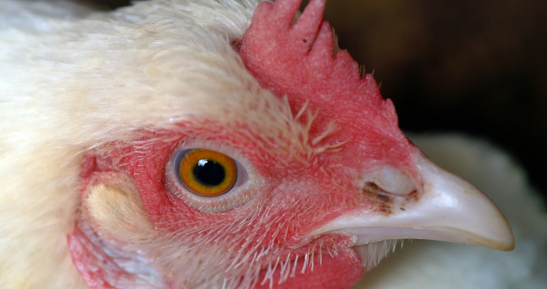 Kip met schuim rond oog en snavel, ziek dier close-up.