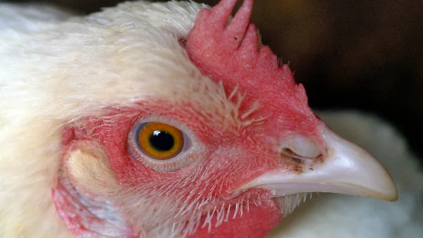 Kip met schuim rond oog en snavel, ziek dier close-up.