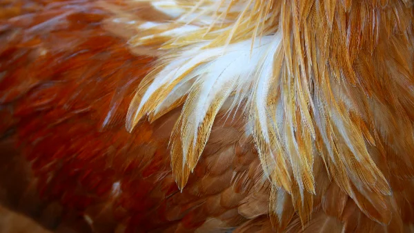 Vuile veren rond de cloaca van een kip weergegeven
