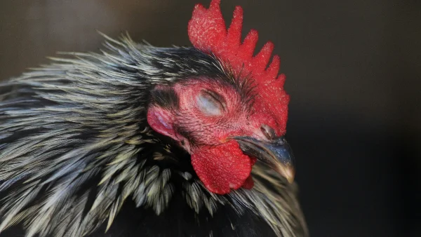 Haan met rode kam sluit één oog, diergedrag weergegeven.