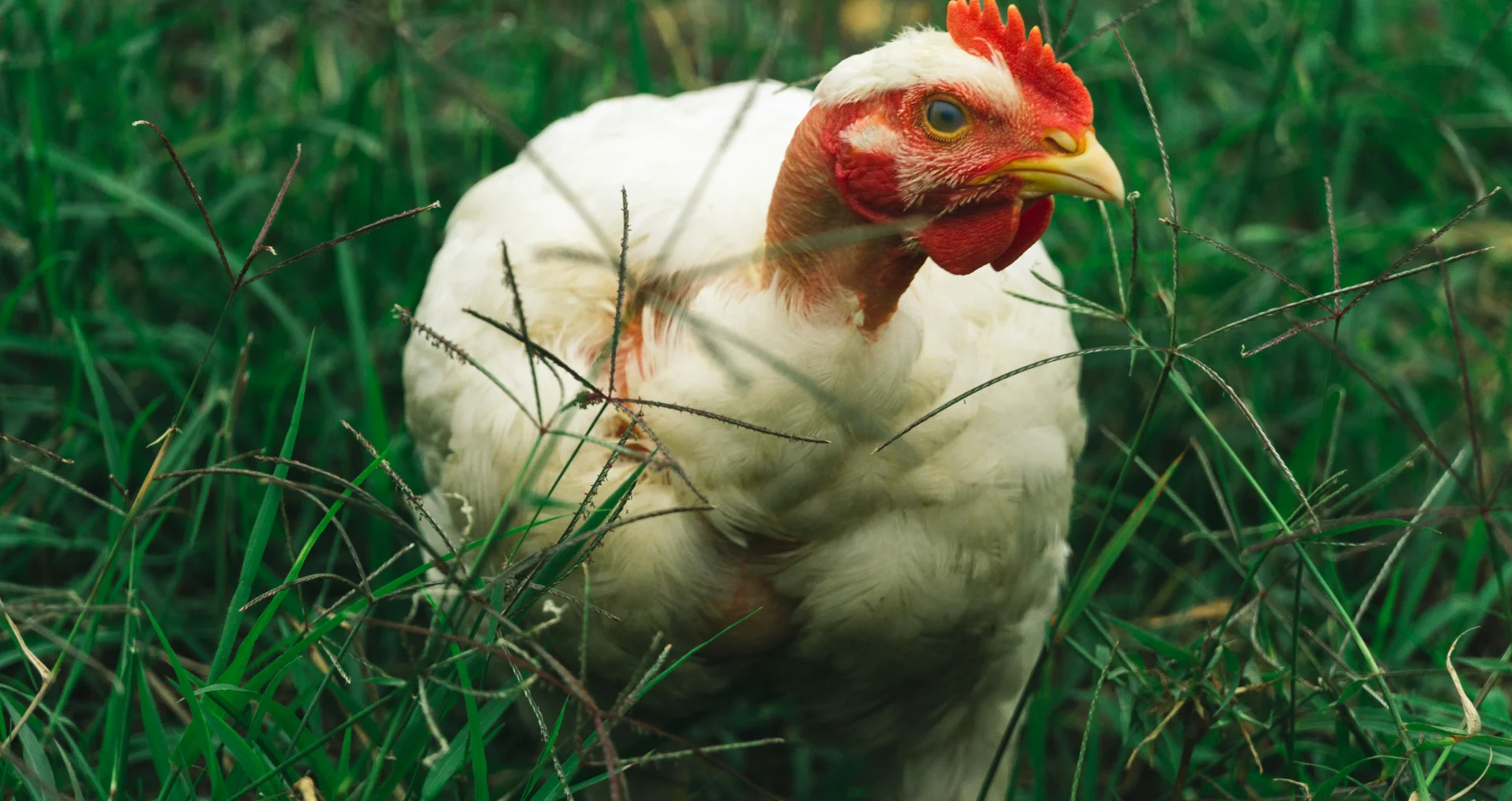 Witte kip loopt mank op groen gras overdag