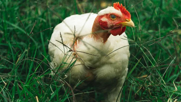 Witte kip loopt mank op groen gras overdag
