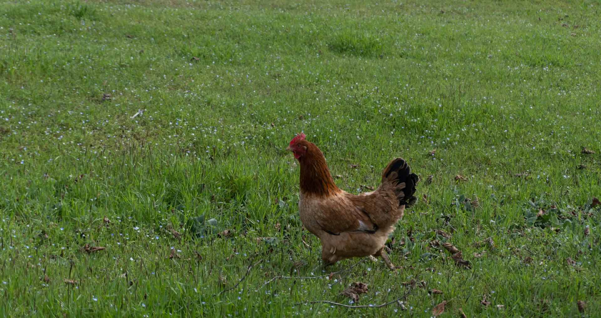 Bruine kip loopt waggelend over groen gras in weiland.