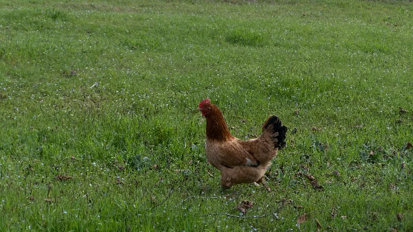 Bruine kip loopt waggelend over groen gras in weiland.