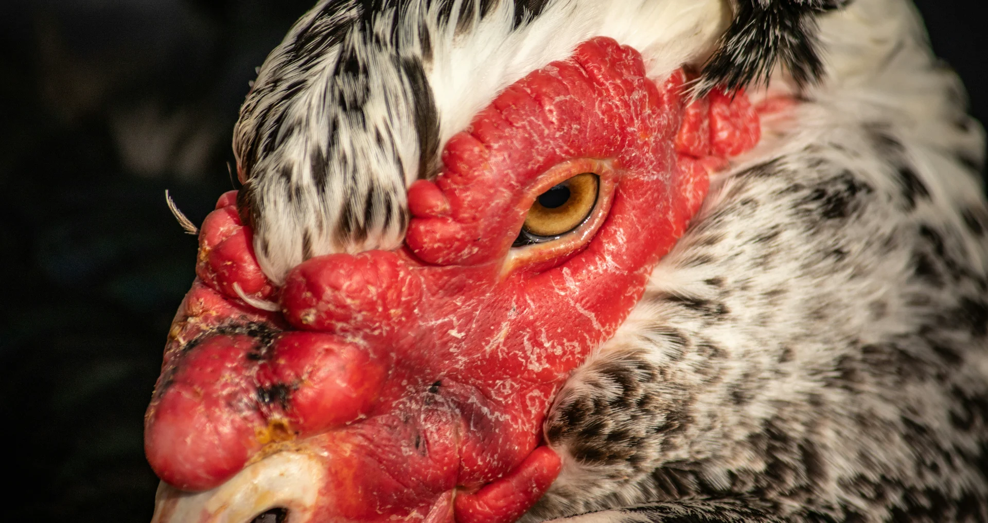 Zieke kip met rode snavel en bloederige uitscheiding
