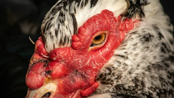 Zieke kip met rode snavel en bloederige uitscheiding