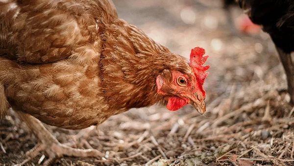 Zieke kip met groen drijfmest op bosgrond