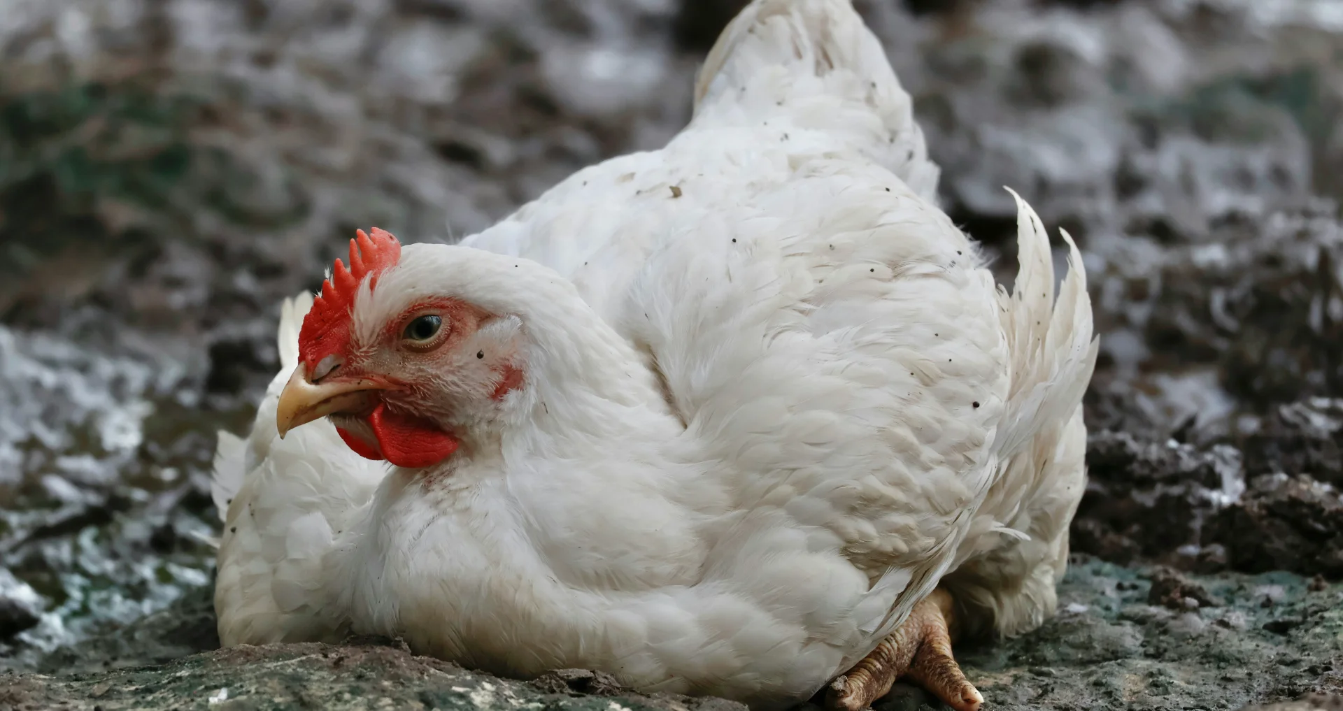Witte kip zit ontspannen op aarde
