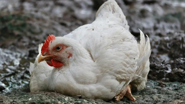 Witte kip zit ontspannen op aarde