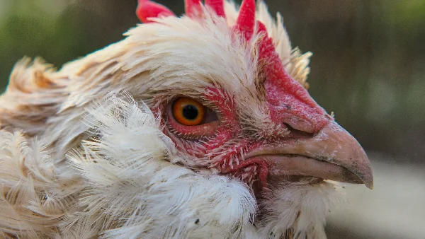 Kipenras met rode kop en waarschuwende blik van dichtbij.