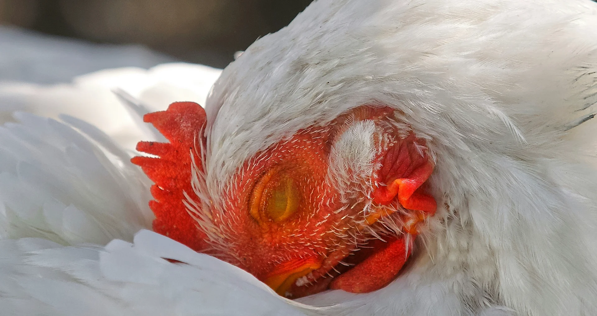 Witte kip met rode ogen staat in profiel op grond.