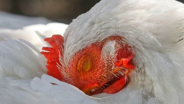 Witte kip met rode ogen staat in profiel op grond.