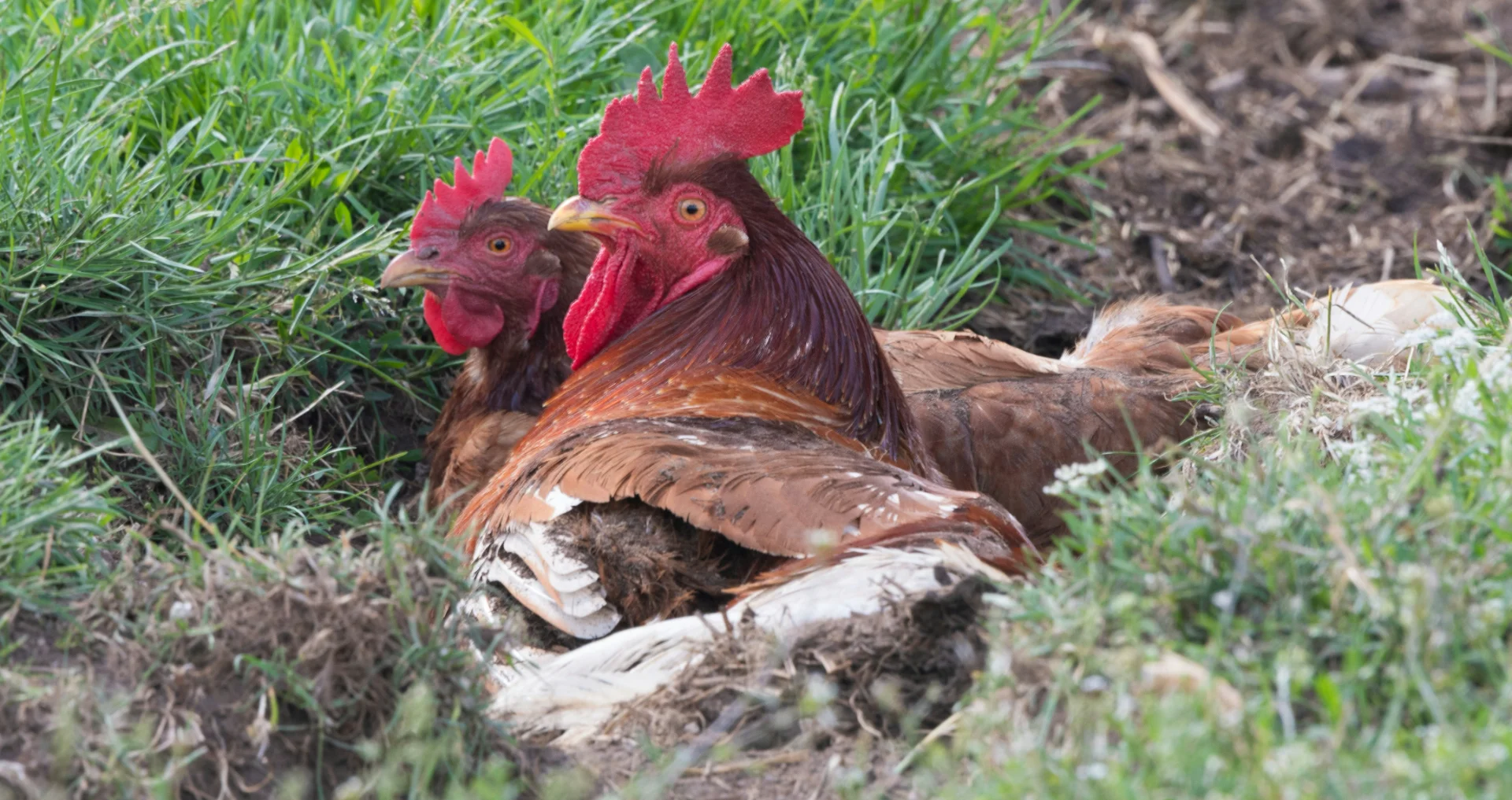Zieke kip ligt uitgeput in het gras, mogelijk ziekte of uitputting.