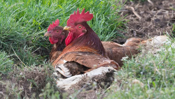 Zieke kip ligt uitgeput in het gras, mogelijk ziekte of uitputting.