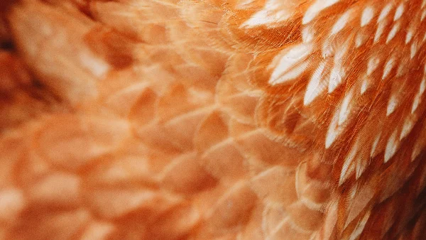 Kip verliest veel veren buiten de rui