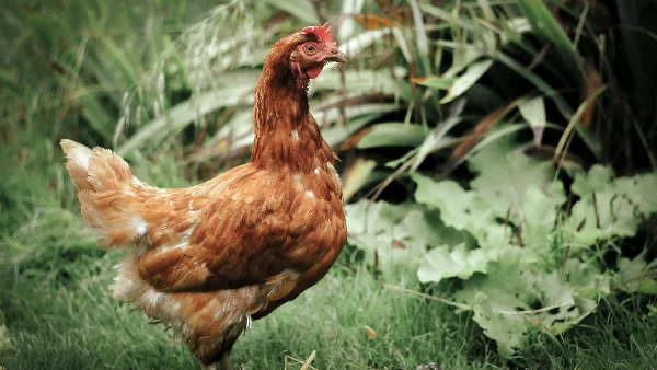Bruine kip staat op groen grasland, plotselinge gewichtsverlies mogelijk ziek