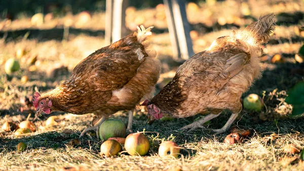 Bruine kip op bruine grond overdag in herfsttijd