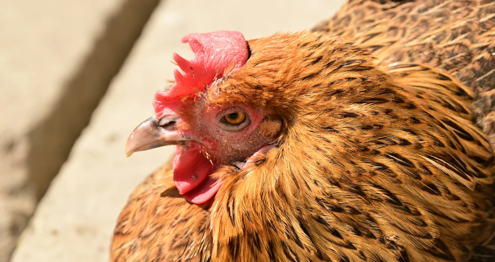 Kip zit met gefocuste blik tijdens warm weer
