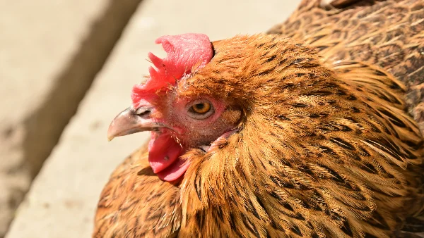 Kip zit met gefocuste blik tijdens warm weer
