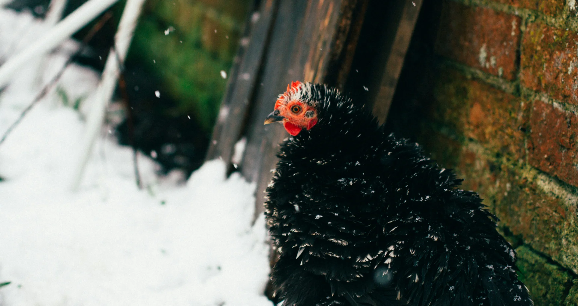 Krulveer kipchenras zit in sneeuw buiten.