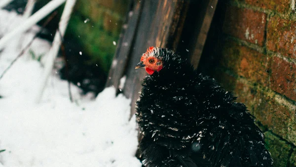 Krulveer kipchenras zit in sneeuw buiten.