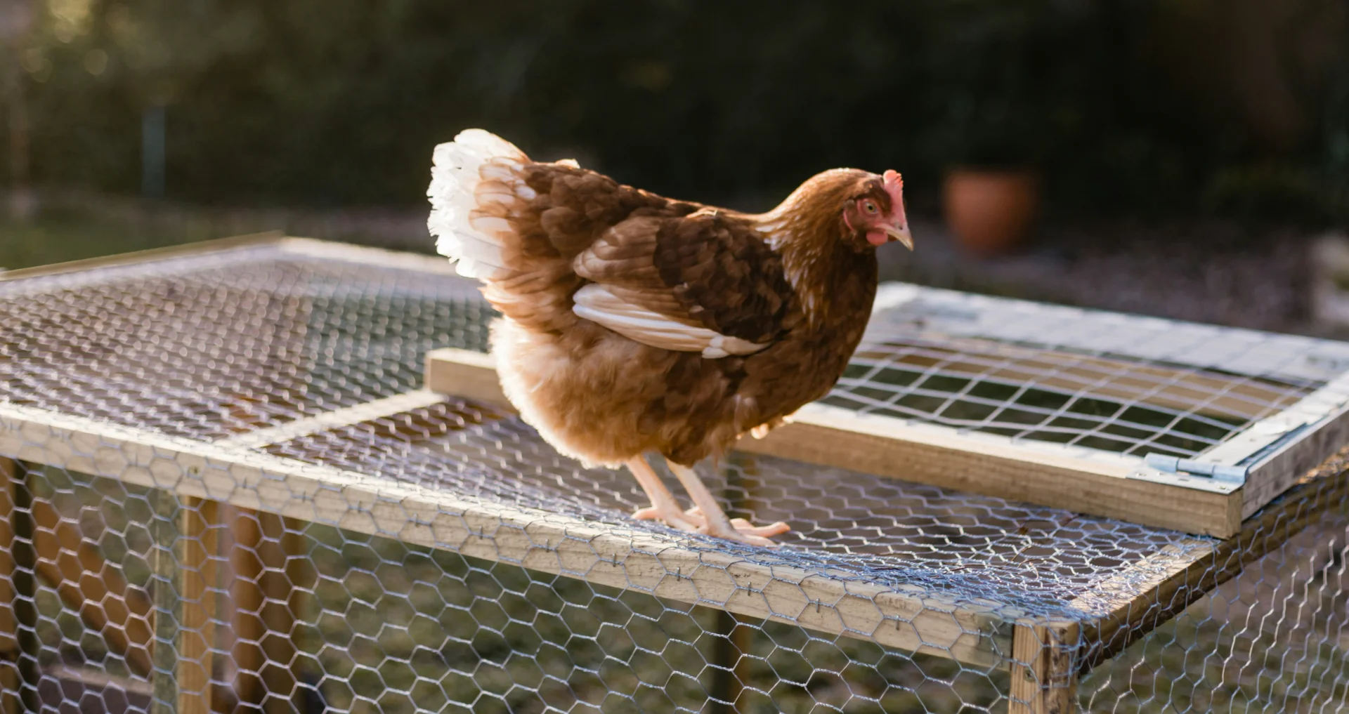 Eoodbruine kip Ginger in achtertuin op kippenhok