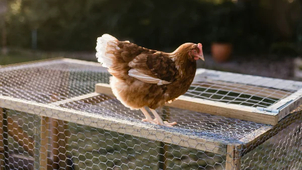 Eoodbruine kip Ginger in achtertuin op kippenhok
