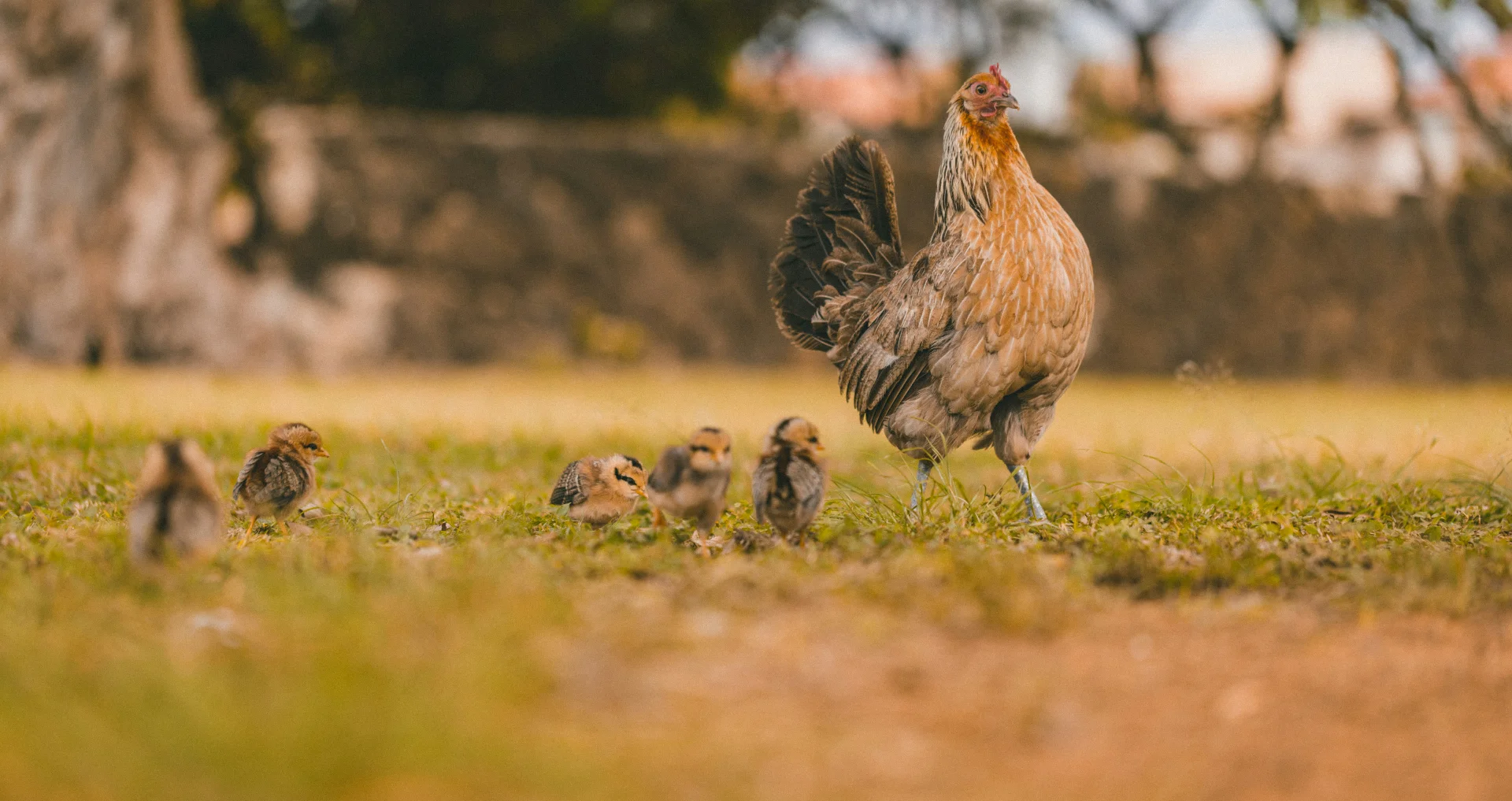 Jonge en volwassen kippen samen op groen gras grazen