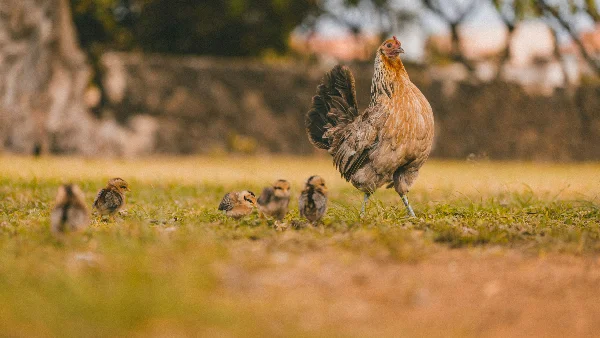 Jonge en volwassen kippen samen op groen gras grazen