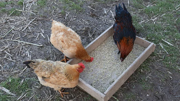 Kippen eten grit uit bakje in achtertuin.