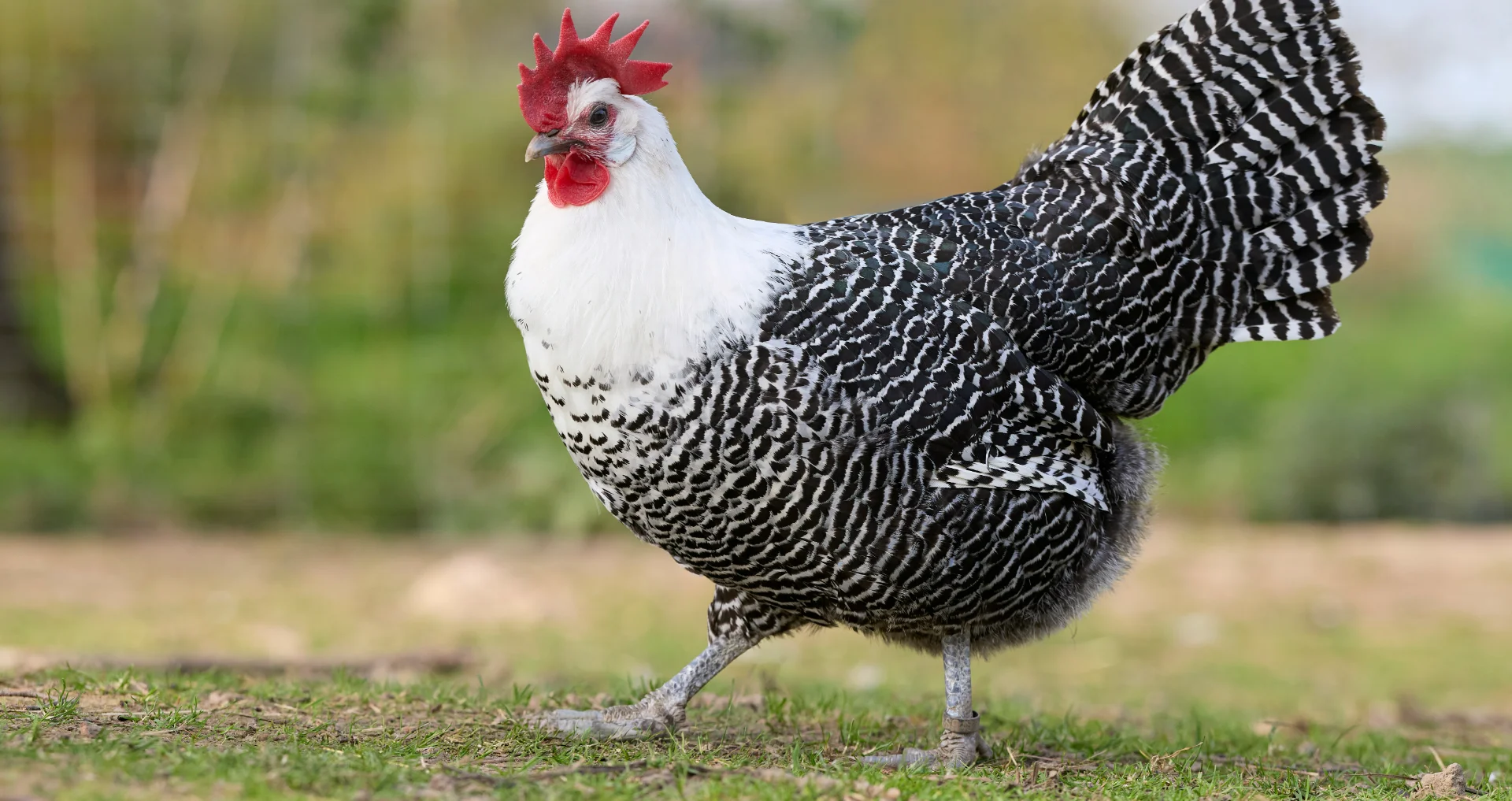 Zwart-wit Braekel-kip met rode kam op groen gras.