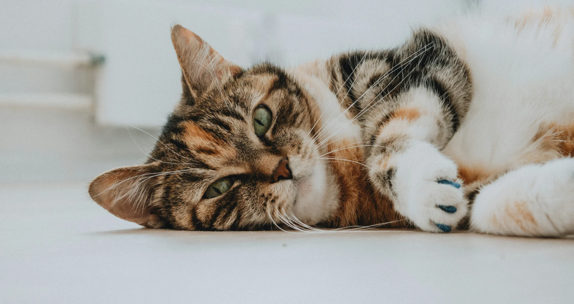 Magere bruine tabbykat liggend op witte ondergrond