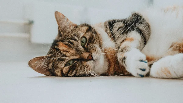 Magere bruine tabbykat liggend op witte ondergrond