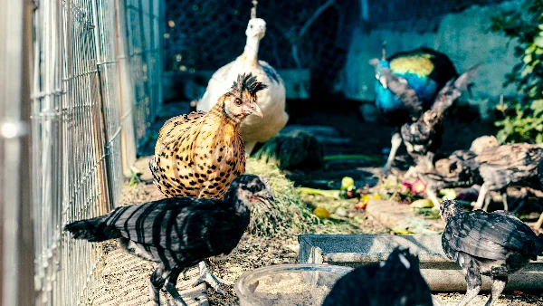 Bruine en zwarte kip naast witte eend in tuin