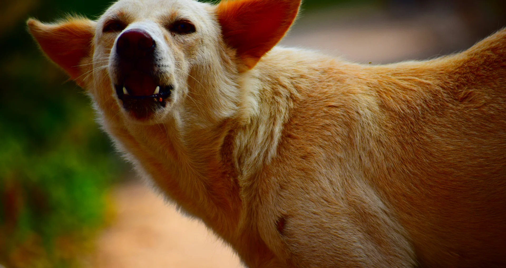 Hond die blaft met open bek naar iets onzichtbaars.
