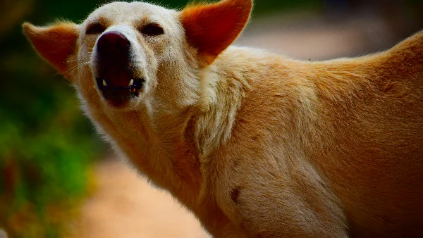 Hond die blaft met open bek naar iets onzichtbaars.