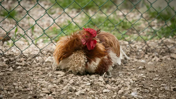 Bruine en witte kip zit apart op een hoop aarde.
