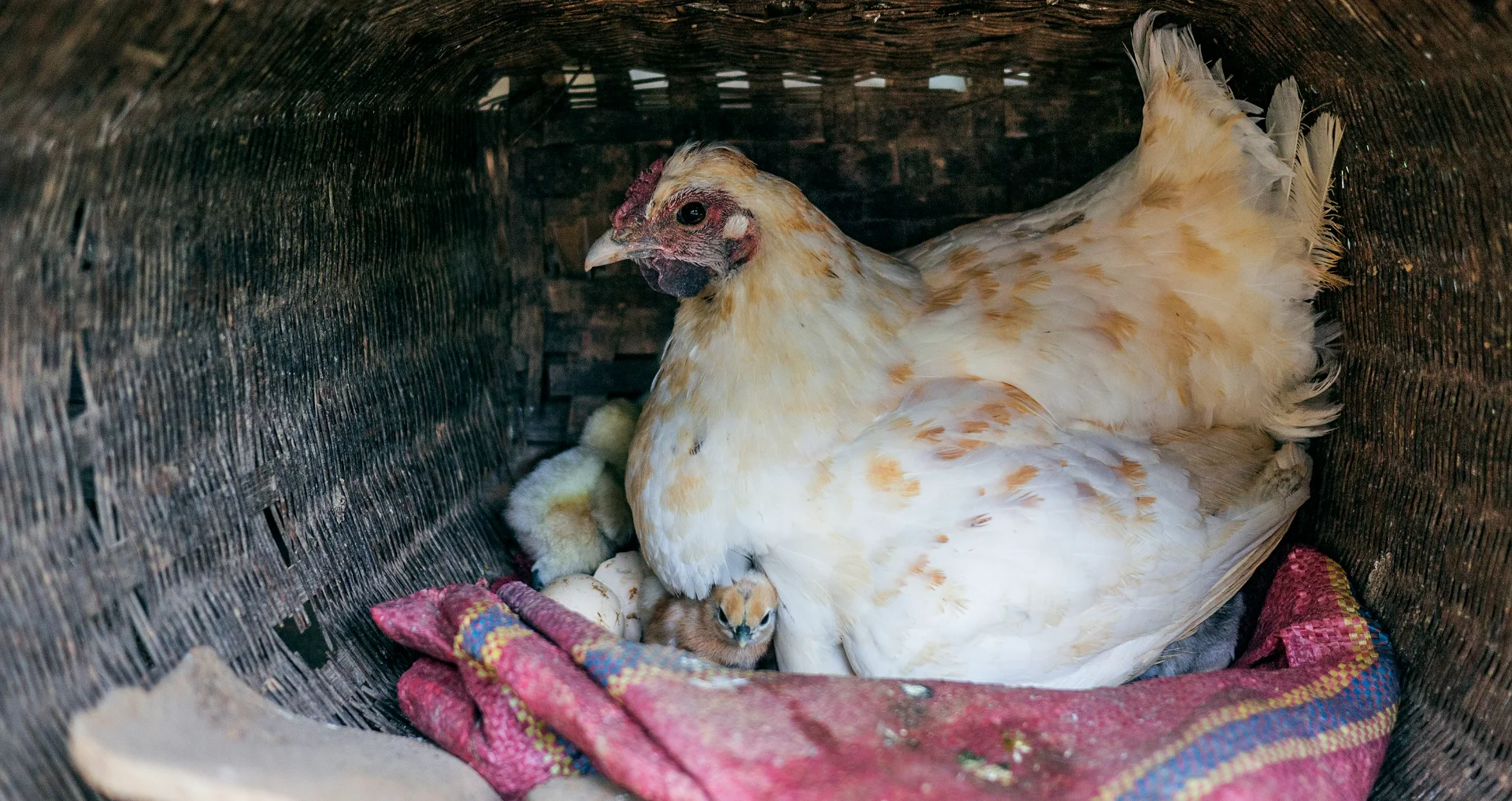 Witte en bruine kip in het legnest, klaar voor eierproductie.