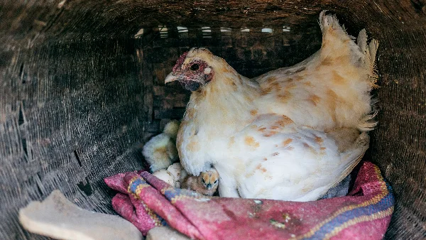 Witte en bruine kip in het legnest, klaar voor eierproductie.