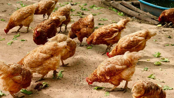 Kippen picken naar voedsel op de grond in het gras.