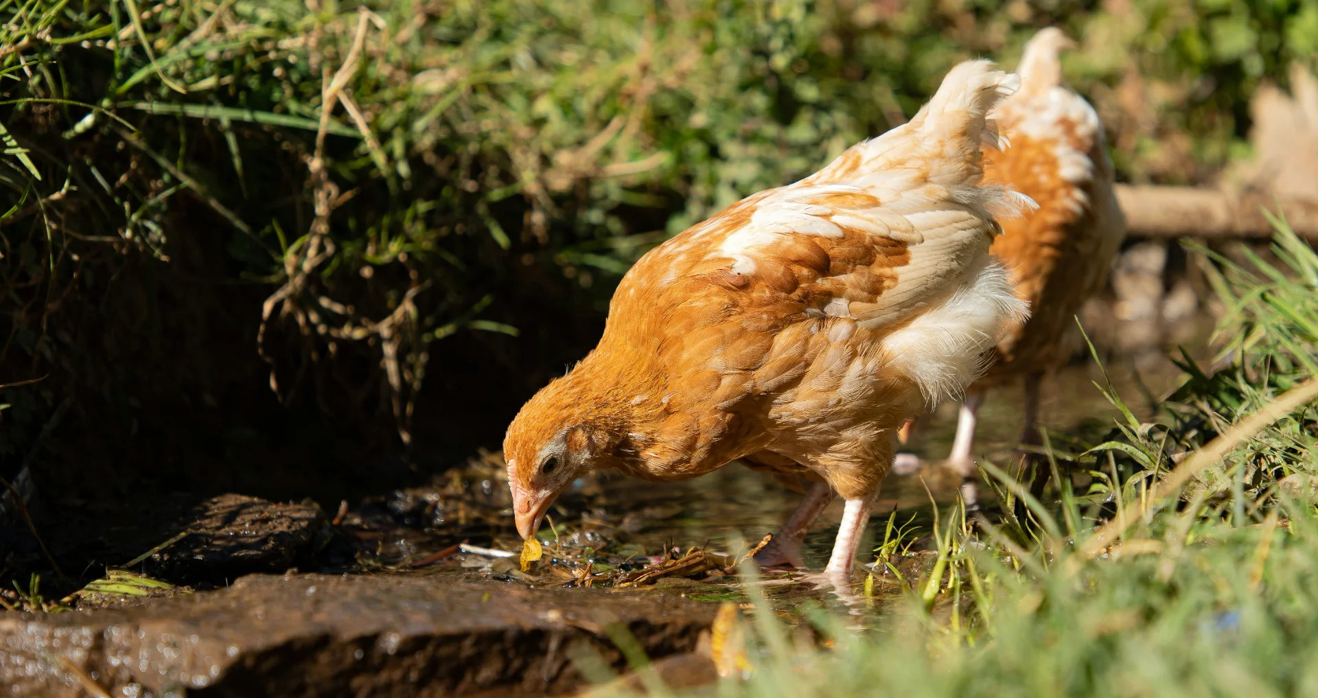 Kip drinkt water in warm zomerweekend op landbouwbedrijf.