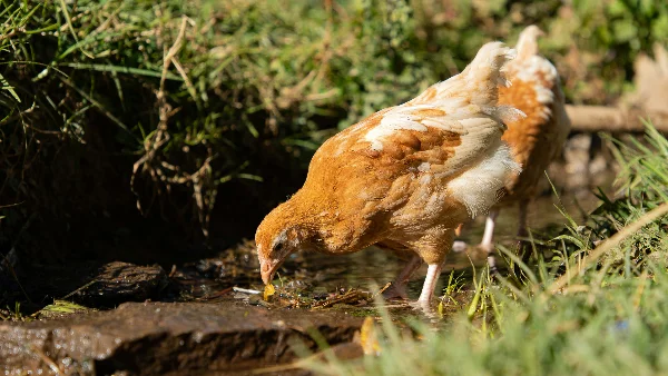 Kip drinkt water in warm zomerweekend op landbouwbedrijf.