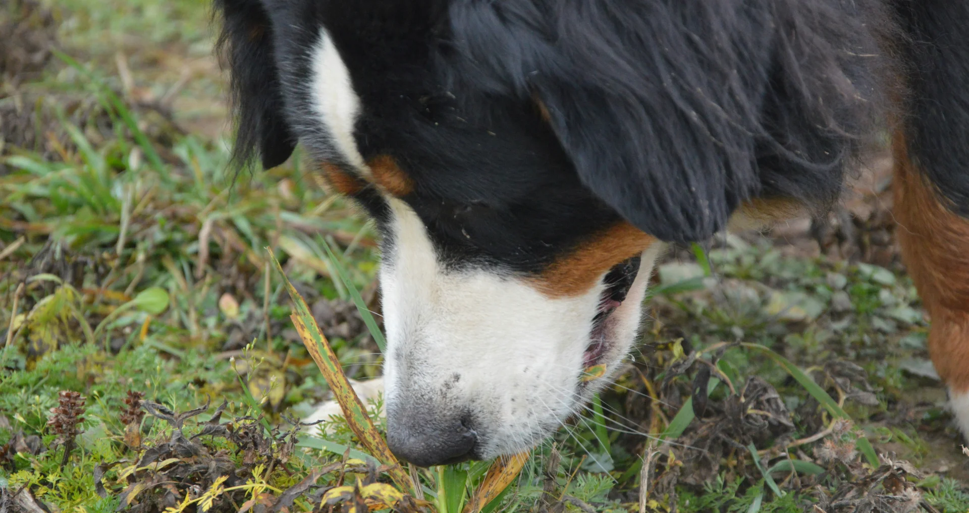 Hond snuffelt onderzoekend in het gras op zoek naar eten
